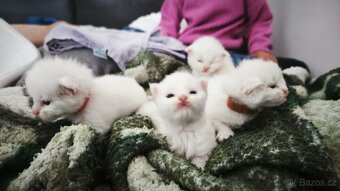 Kočky Maine coon Mainska myvalia mco - 5