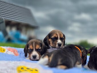 Beagle - Bígl - 5
