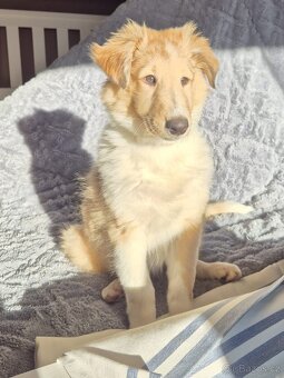 Štěně kolie hledá milující domov - 5