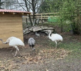 Nandu Pampovy KOUPIM - 5