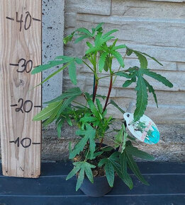 Čajový ibišek - ibišek sudánský (Hibiscus sabdariffa) - 5