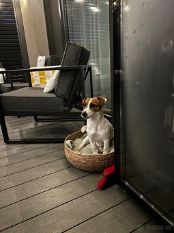 Jack Russel - 5