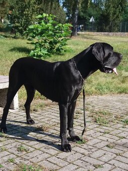 Německá doga s PP , volný modrý pejsek již k odběru - 5