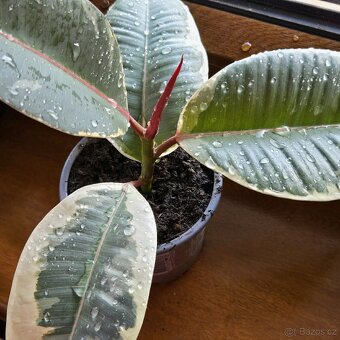 Ficus elastica Roxb. ex Hornem. - 5