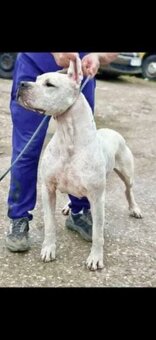 ARGENTÍNSKA DOGA ( Dogo Argentino ) - 5