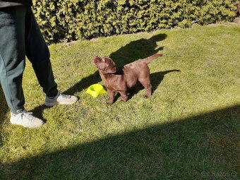 Hnědý Labrador 6měs. s PP - 5
