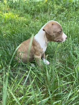 Americký pitbulteriér APBT s PP - 5