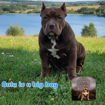 American bully - 5