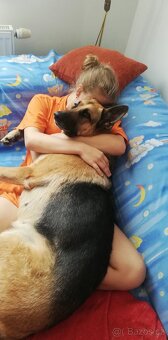 Nemecky ovčák typu Rex(štěňata) - 5