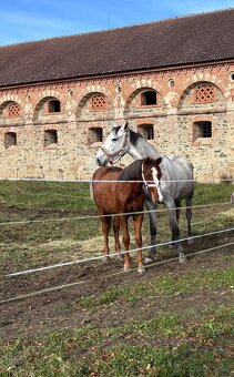 Na prodej Pony klisna 1/2 QH - 5
