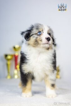 Miniatúrní americký ovčák s PP- instagram - Aleantmas - 5