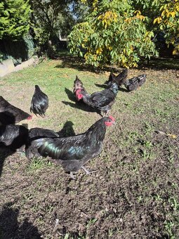 Kohout Australka - 5