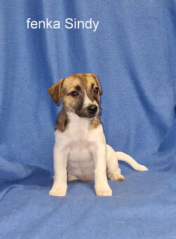 Jack russell terier - 5
