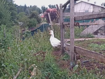 Prodám husy české - skupina - 5