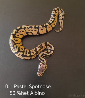Krajta královská ♀️♂️ - 5