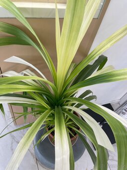 Rostlina Pandanus - 5