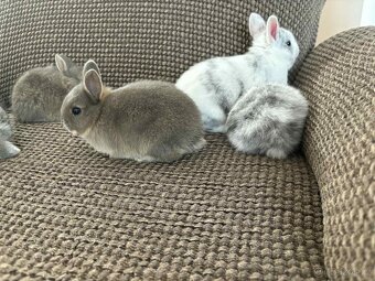 Králíček zakrslý - 5