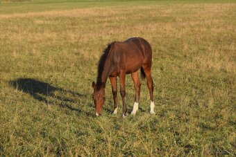 Tiebreak - letošní hřebeček - 5