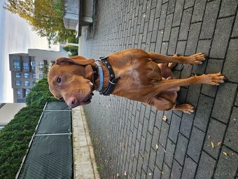 Maďarský krátkosrstý ohař, s PP, 4 roky, k adopci - 5