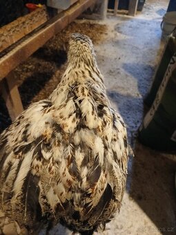 Dominant, slepice, kuřice - 5