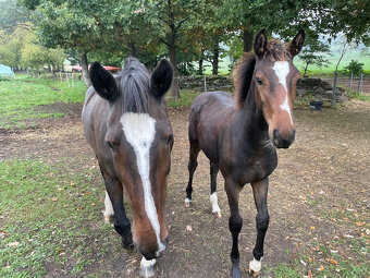 Kobyla ČT do chovu 15 let - 5
