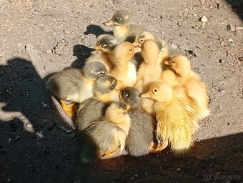 Káčata mix ze dvorku (pekingská x saská) - 5