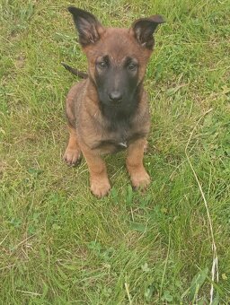 BELGICKÝ OVČÁK- MALINOIS - 5