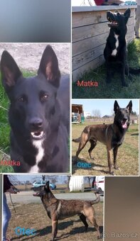 Belgický ovčák malinois - 5