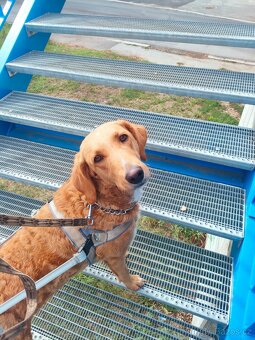 Labradoodle - 5