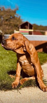 Tosa Inu - štěňátka - 5