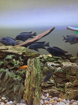 akvárium 240l, filtr+skříňka+osvětlení - 5