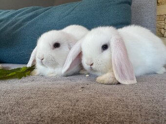Zakrslý králíček beránek 4 - 5