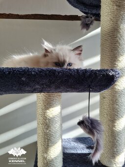 Ragdoll s PP - kočka na chov bez omezení pro ČR - 5