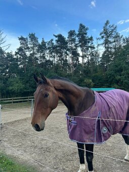 8 letý valach do sportu - 5