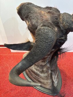 Lovecká trofej Pakoně Žíhaného - 5