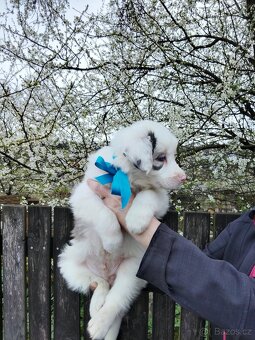 Štěňata border kolie - 5