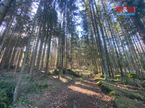 Prodej lesa 5373 m2, v Češtín u Jankova - 5