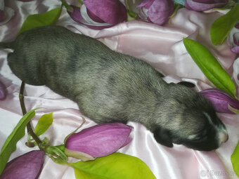Whippet fenčka bez PP - rodiče fci PP. - 5