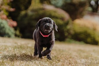 Field Trial Labrador Retriever - 5