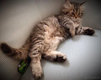 Kotě perské kočičky - 5
