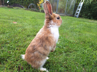 Prodám zakrslé králíky - 5