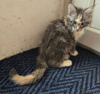 Mainská mývalí kočka - 5