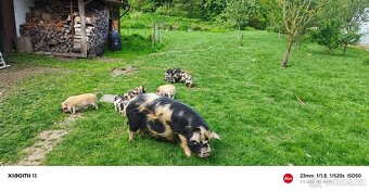 Kun Kune - 5