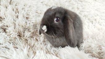 Zakrslý beránek, králíček, králík - DENIS - 5