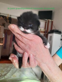 Nabízíme 2 koťata k zápisu do pořadníku na adopci. - 5