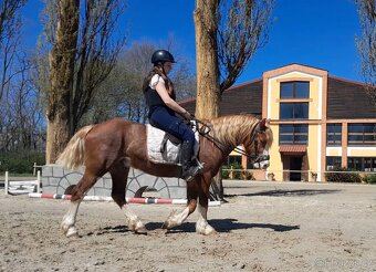 Prodáme valáška welsh pony of cob type, sekce C - 5