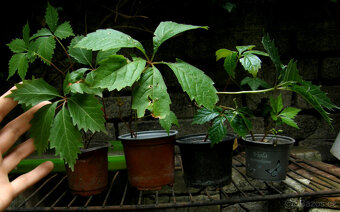 Loubinec pětilistý (psí víno) – zakořeněné sazenice - 5