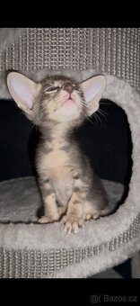 Orientální kocoúr s pp Poseidon Marbeficent - 5