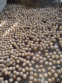 Vlašské ořechy - 5