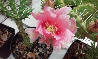 Kaktusy - mrazuvzdorné opuncie - 5